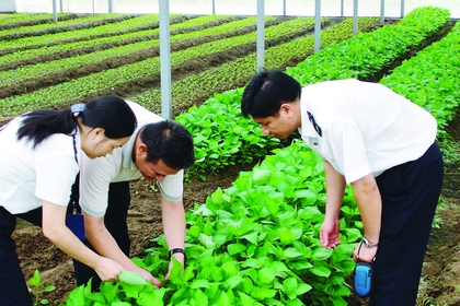 供港蔬菜监管引入射频技术(组图)